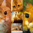 Hosico - "żywy Kot w Butach" ma już ponad 600 tysięcy fanów na Instagramie! (ZDJĘCIA)